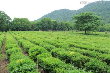 龙井茶园