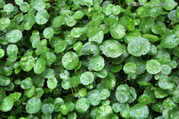 雨后 铜钱草