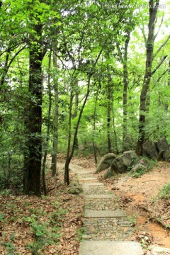 林间小路