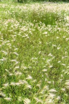 狗尾巴草 绿地