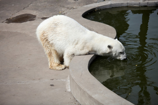 白熊 北极熊