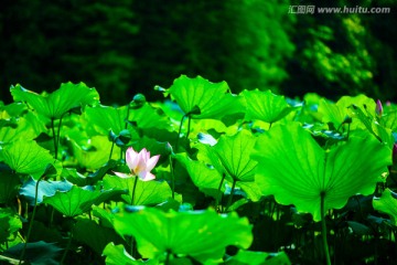 夏日阳光荷花