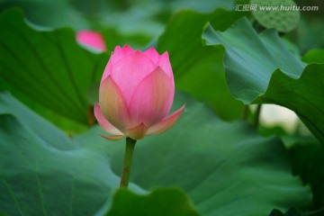 荷花 莲花 花蕾