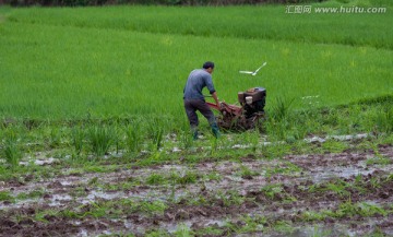 农民 稻田 耕田