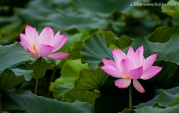 荷花 荷叶 莲花