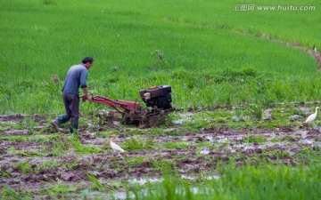 耕田 犁田 稻田