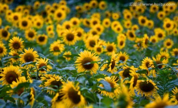 太阳花 向阳花 向日葵