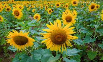 太阳花 向阳花 向日葵