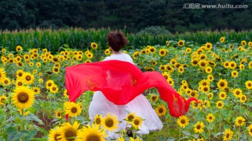 向日葵 太阳花 向阳花