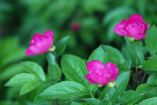 芍药花