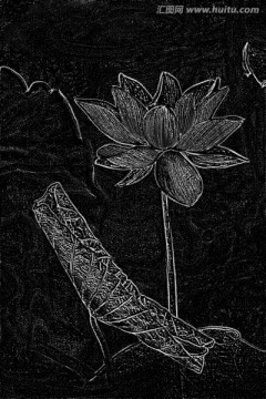 花卉設(shè)計(jì) 荷花背景素材