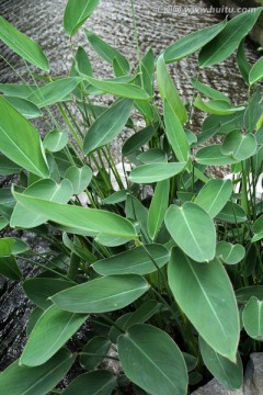 绿色植物