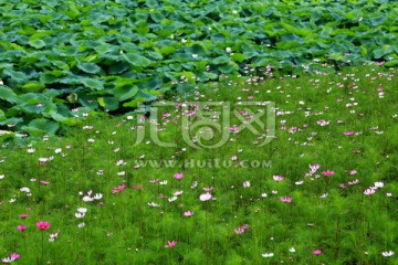 荷田 格桑花 丛花