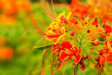 唯美金凤花红花