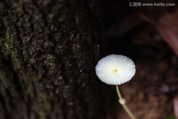 清新的野蘑菇