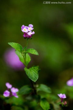 春暖花开