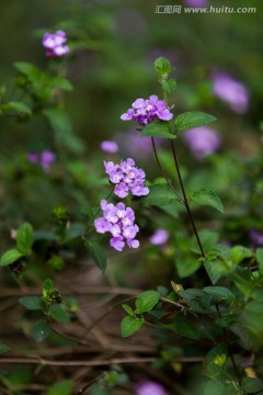 春暖花开