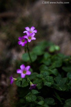 春暖花开