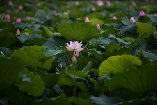 洪湖公园荷花