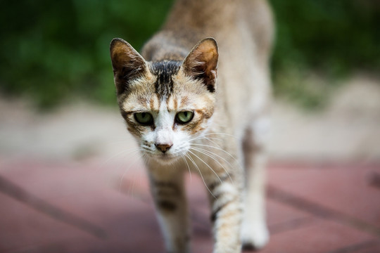 可爱的小猫