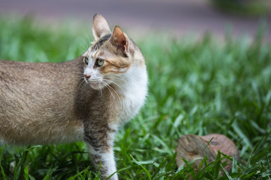 可爱的小猫