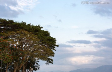 深圳湾公园的树