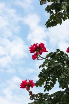 深圳湾的火焰花