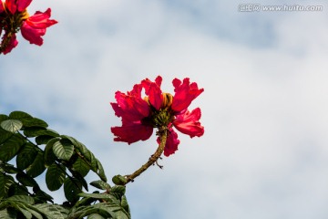 深圳湾的火焰花