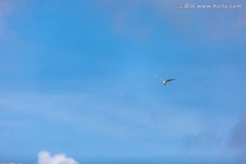 藍(lán)天白云 飛鳥