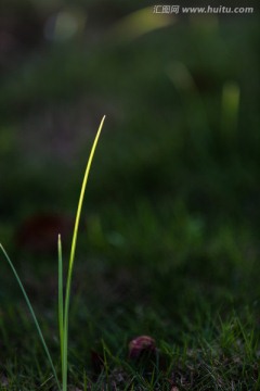 晨光里的小草