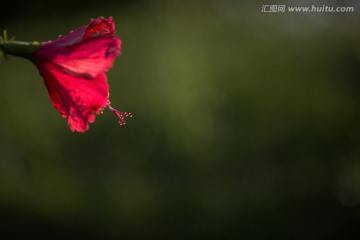 清晨阳光里的扶桑花