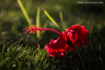 清晨阳光里的扶桑花