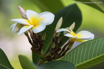 鸡蛋花