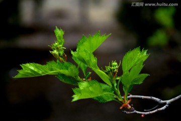 山楂新芽花蕊