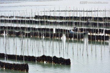 海带