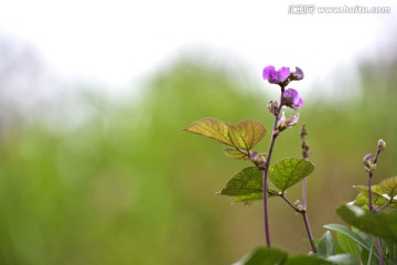 扁豆花