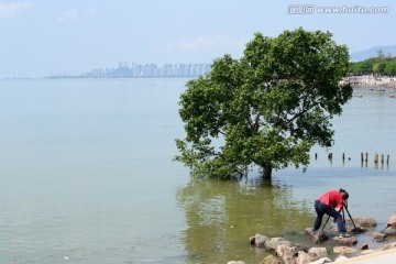 深圳湾风光