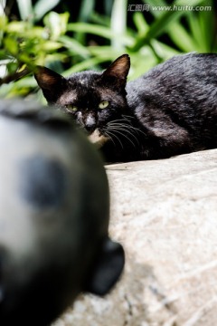 黑猫模特