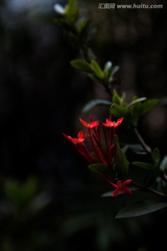 凋零的龙船花