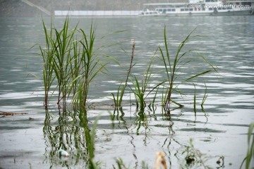 水草