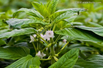 芝麻花 芝麻植株 芝麻全株