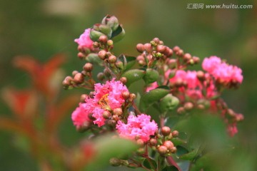 紫薇花 植物花草