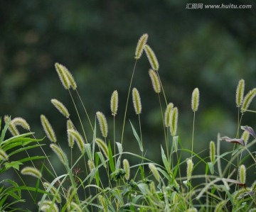 狗尾巴草