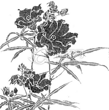 手繪裝飾花卉