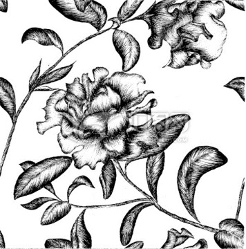 手绘素描花卉 分层