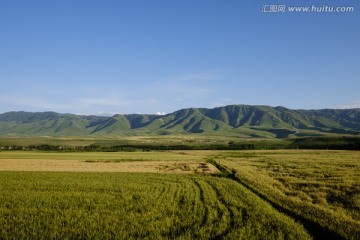 麦田