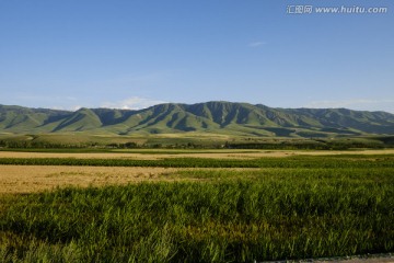 麦田