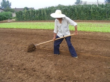 田间劳动