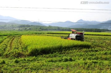 收割稻田