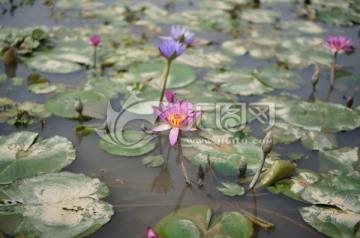 莲花